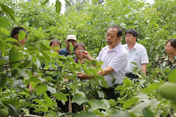 图为李保国在田间为农户解说核桃莳植适用手艺。。
